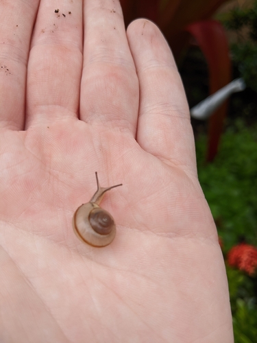 Bradybaena similaris observed 2026-03-14