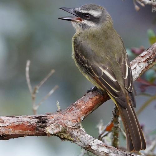 Golden-bellied Flycatcher (Myiodynastes hemichrysus), photo 3