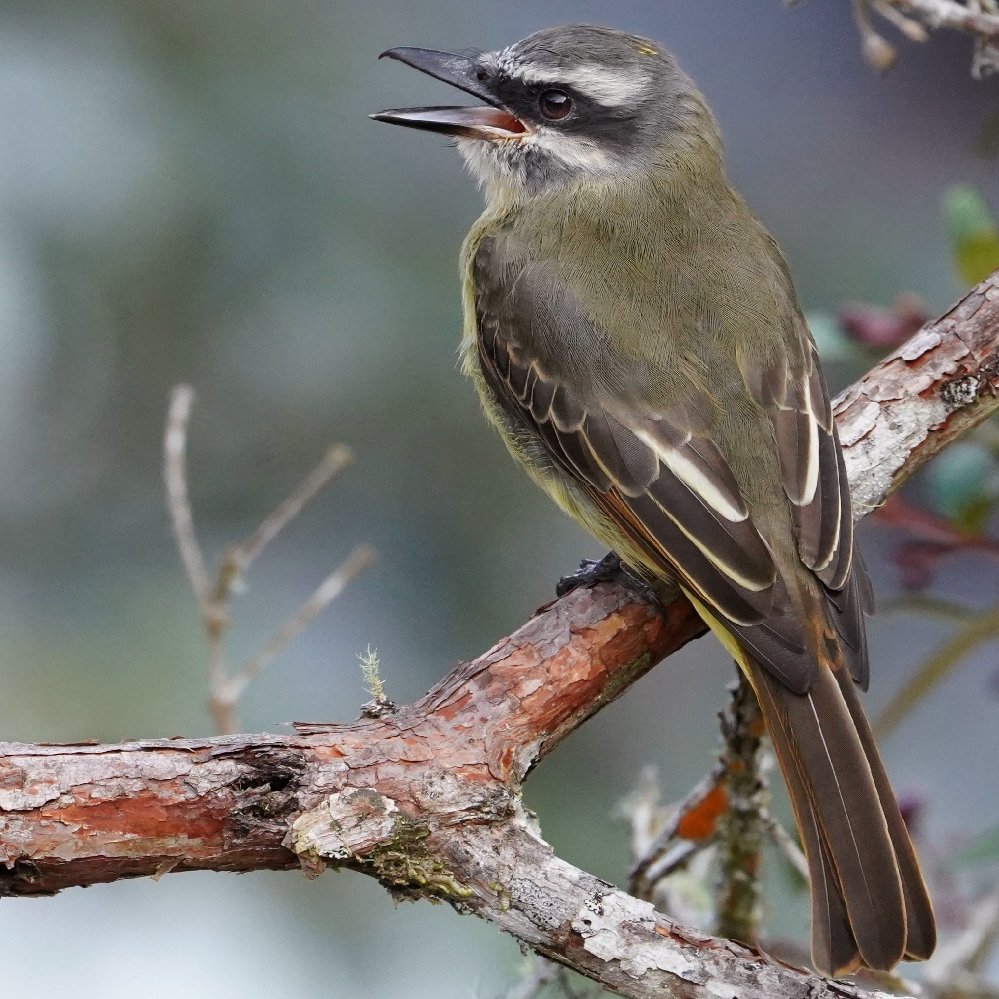 Golden-bellied Flycatcher (Myiodynastes hemichrysus), photo 3