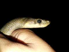 Coelognathus flavolineatus