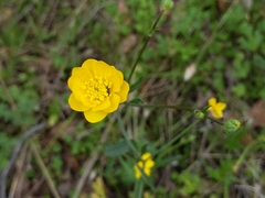 Ranunculus canus