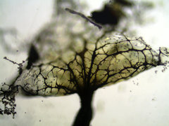 Cribraria argillacea