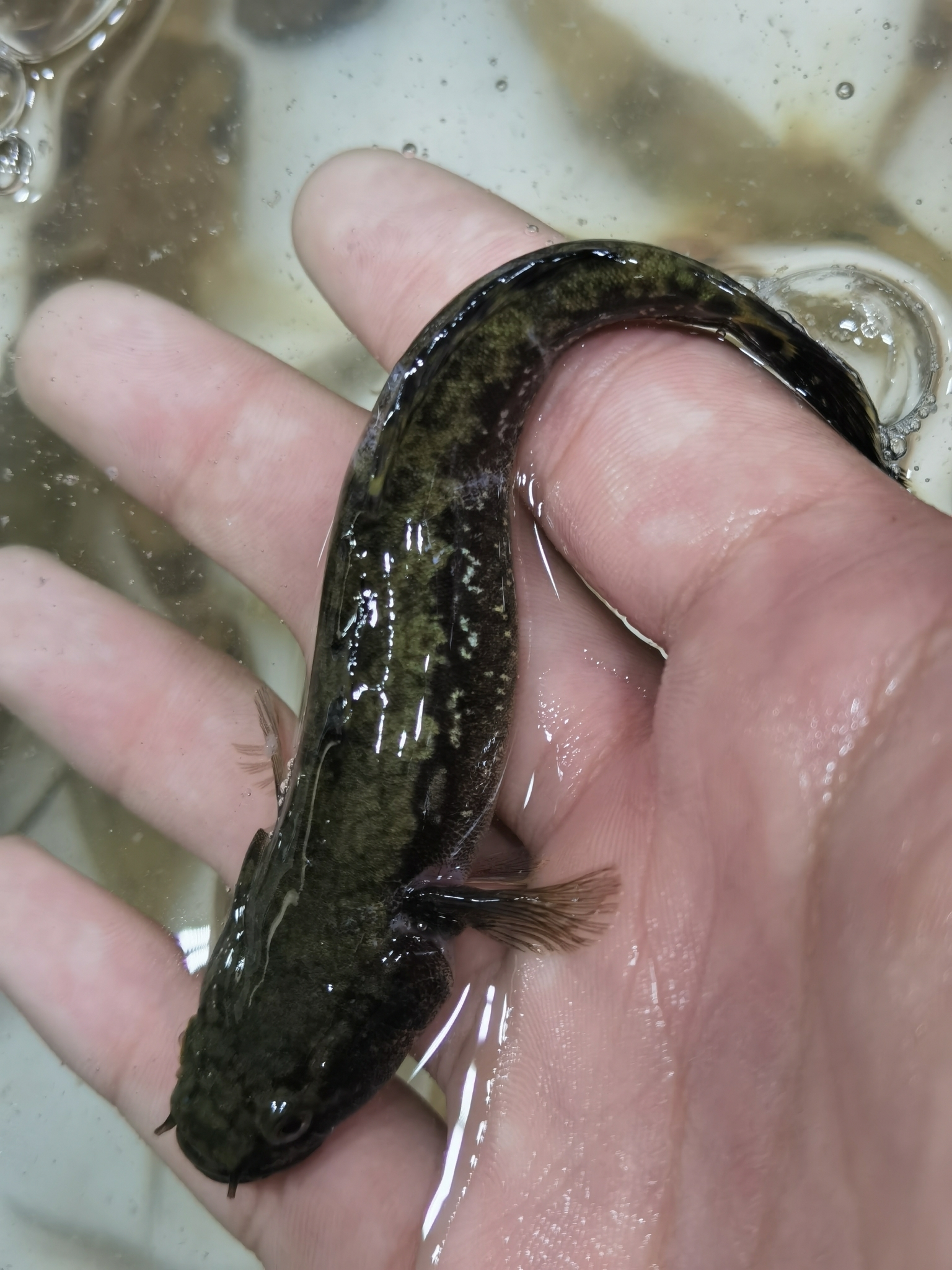 Chinese Gudgeon photo 3