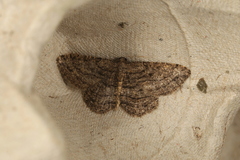 Zermizinga sinuata