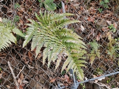 Dryopteris nipponensis