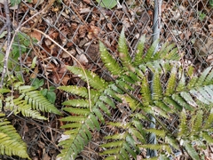 Dryopteris nipponensis