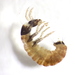 Glossosomatoidea - Photo (c) Bob Henricks, some rights reserved (CC BY-NC)