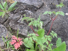 Little Robin (Geranium purpureum)