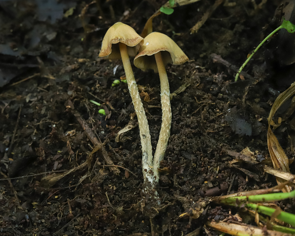 Psilocybe zapotecorum · March 2026 · photo: © deniszabin (iNaturalist, cc-by)