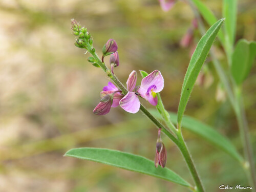 Foto de Asemeia violacea