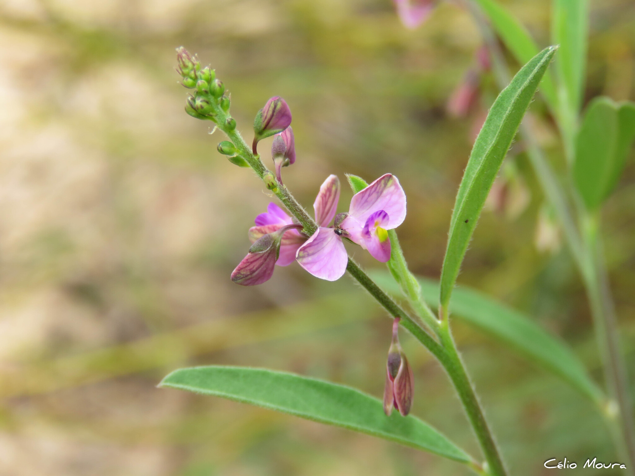 Imagem de Asemeia violacea