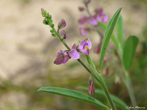 Foto de Asemeia violacea