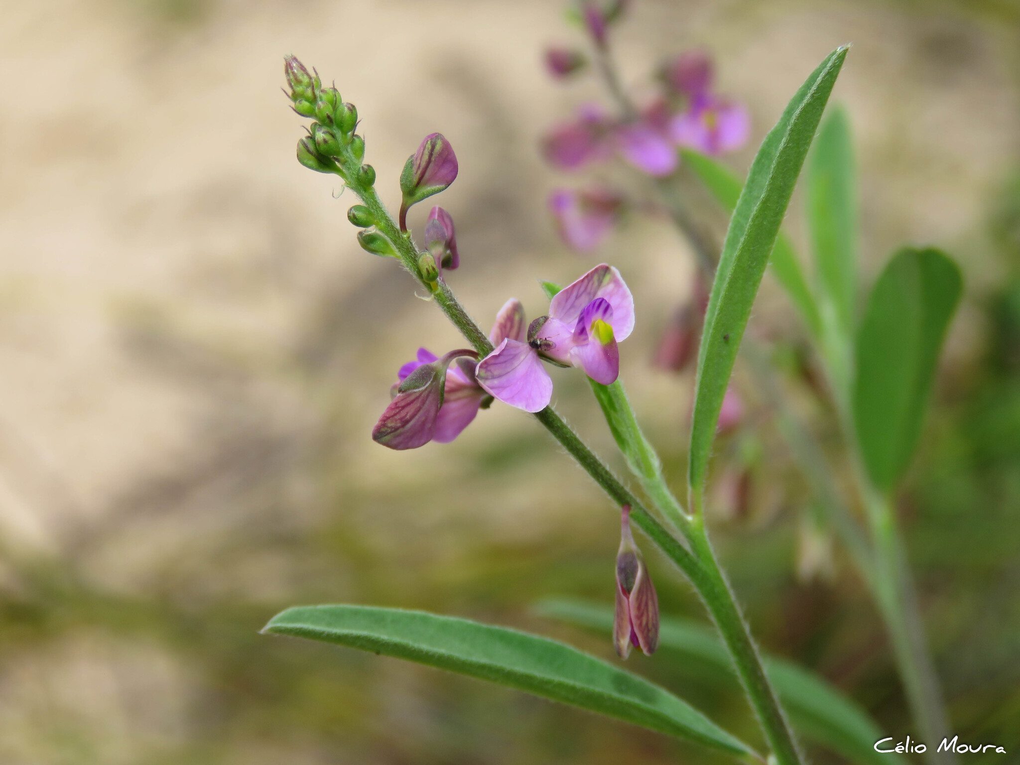 Imagem de Asemeia violacea