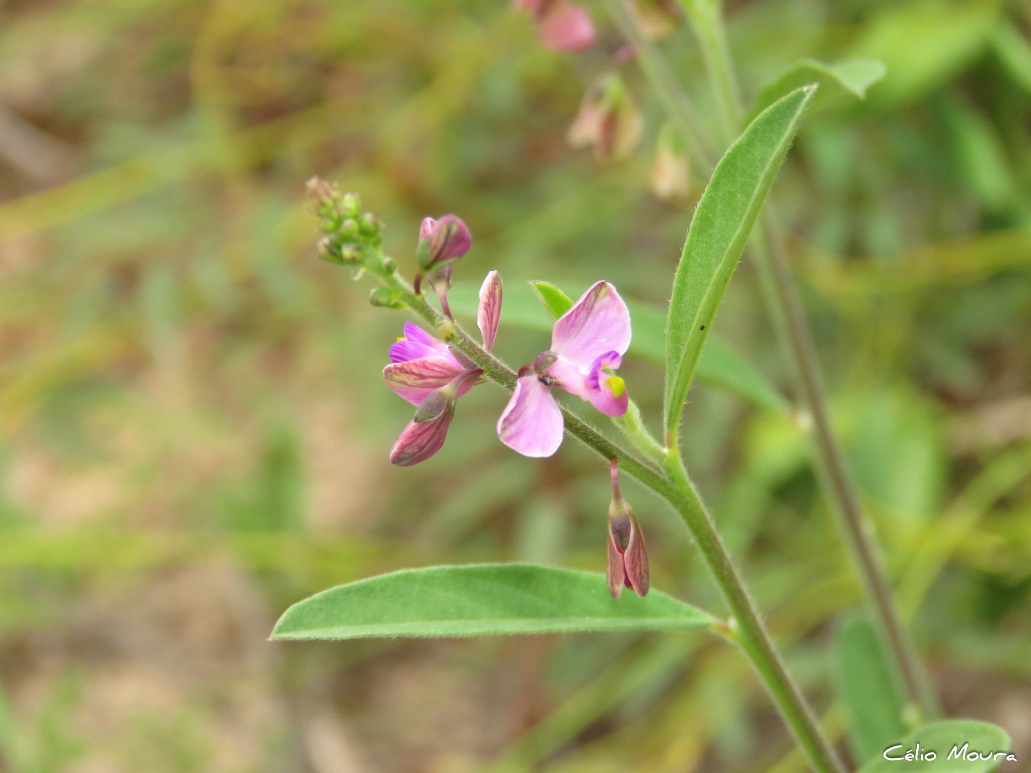 Imagem de Asemeia violacea