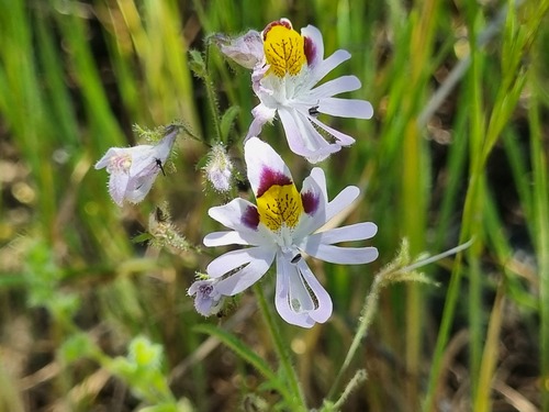 Schizanthus porrigens, photograph 3