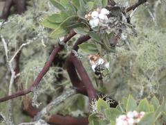 Criorhina
