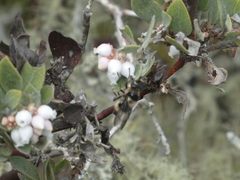 Criorhina