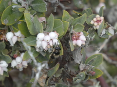 Criorhina
