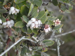 Criorhina