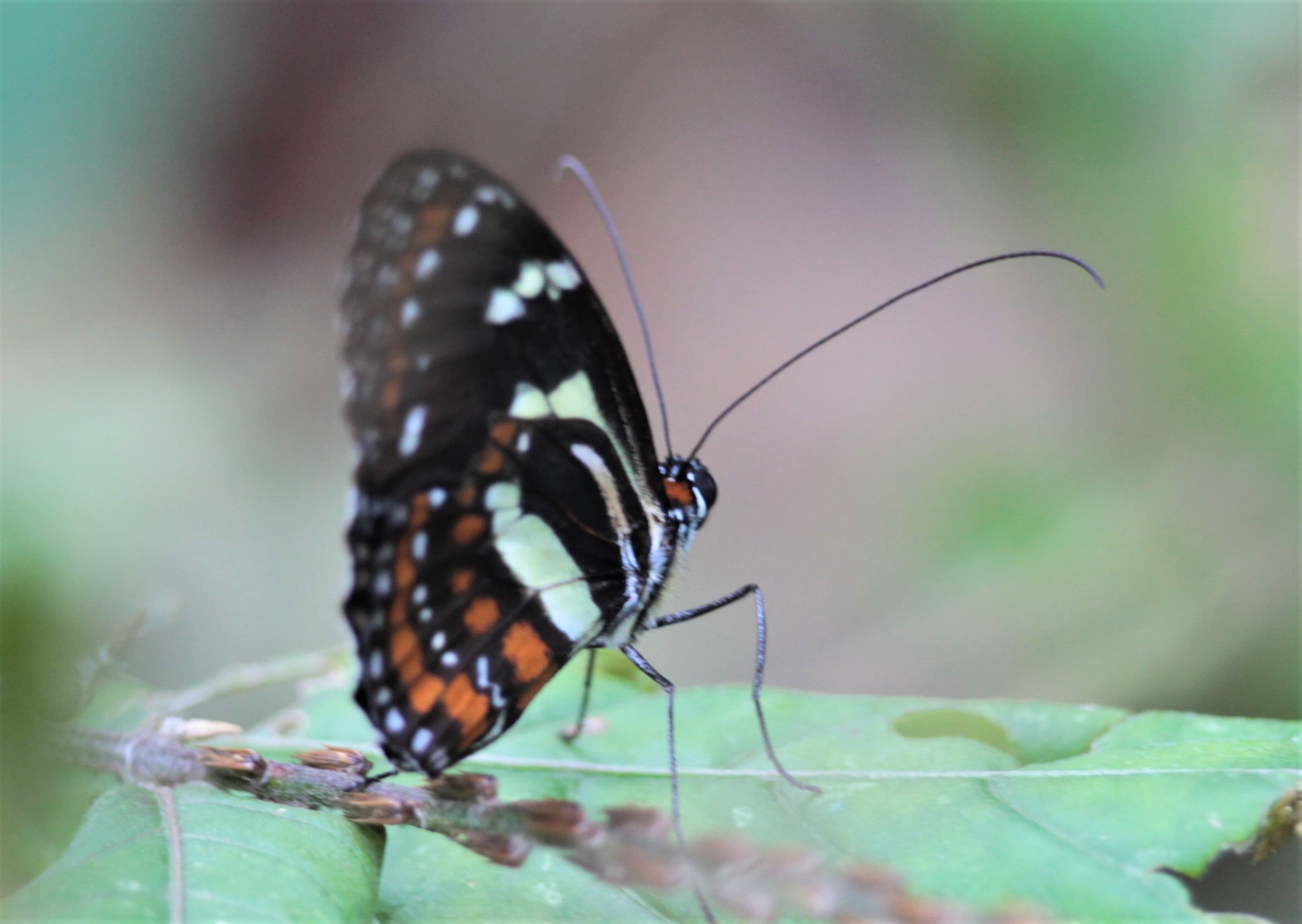Elzunia pavonii image