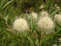 Cephalanthus salicifolius