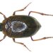 Escarabajos Gateadores Acuáticos - Photo (c) Udo Schmidt, algunos derechos reservados (CC BY-SA)