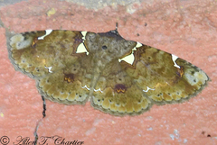 Antiblemma albipunctata