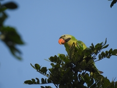 Psittacula alexandri alexandri