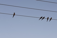 Cyanoliseus patagonus