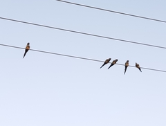 Cyanoliseus patagonus