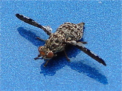 Callopistromyia strigula