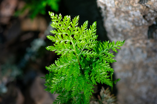 Carlotta Hall's lace fern (Aspidotis carlotta)