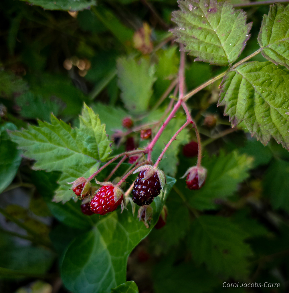 Rubus ursinus