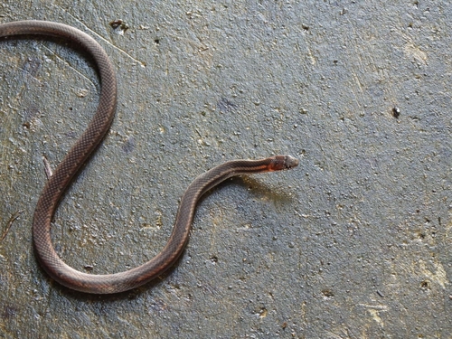 Sibynophis melanocephalus observed 2026-03-13