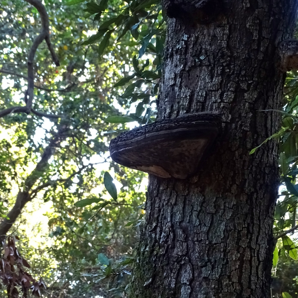 Ganoderma australe · February 2020 · photo: © cristianriquelme (iNaturalist, cc-by)