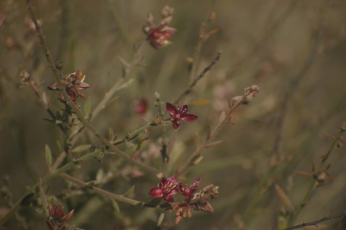 Savanilla Rhatany (Krameria ixine)