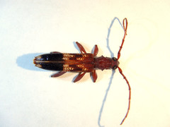 Coptocercus aberrans