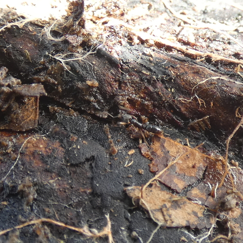 Granulate Crypt Ant