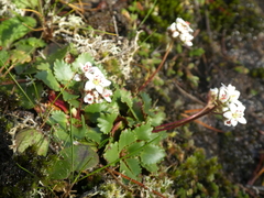 Micranthes rufidula
