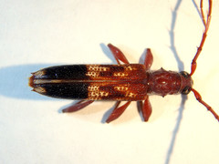 Coptocercus aberrans