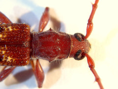 Coptocercus aberrans