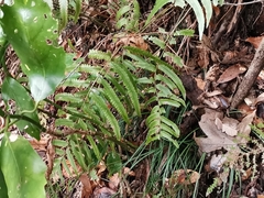 Microlepia marginata