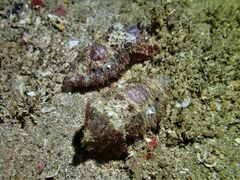 Sepia recurvirostra