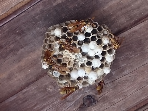 Executioner Paper Wasp