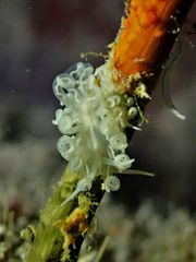 Phyllodesmium serratum