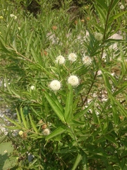 Cephalanthus salicifolius