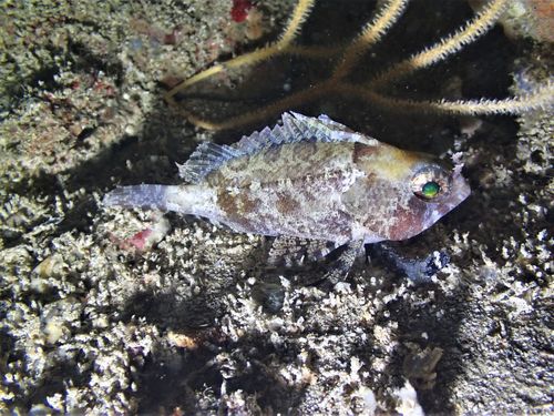 False scorpionfish (Centrogenys vaigiensis) — Centrogenyidae — 4