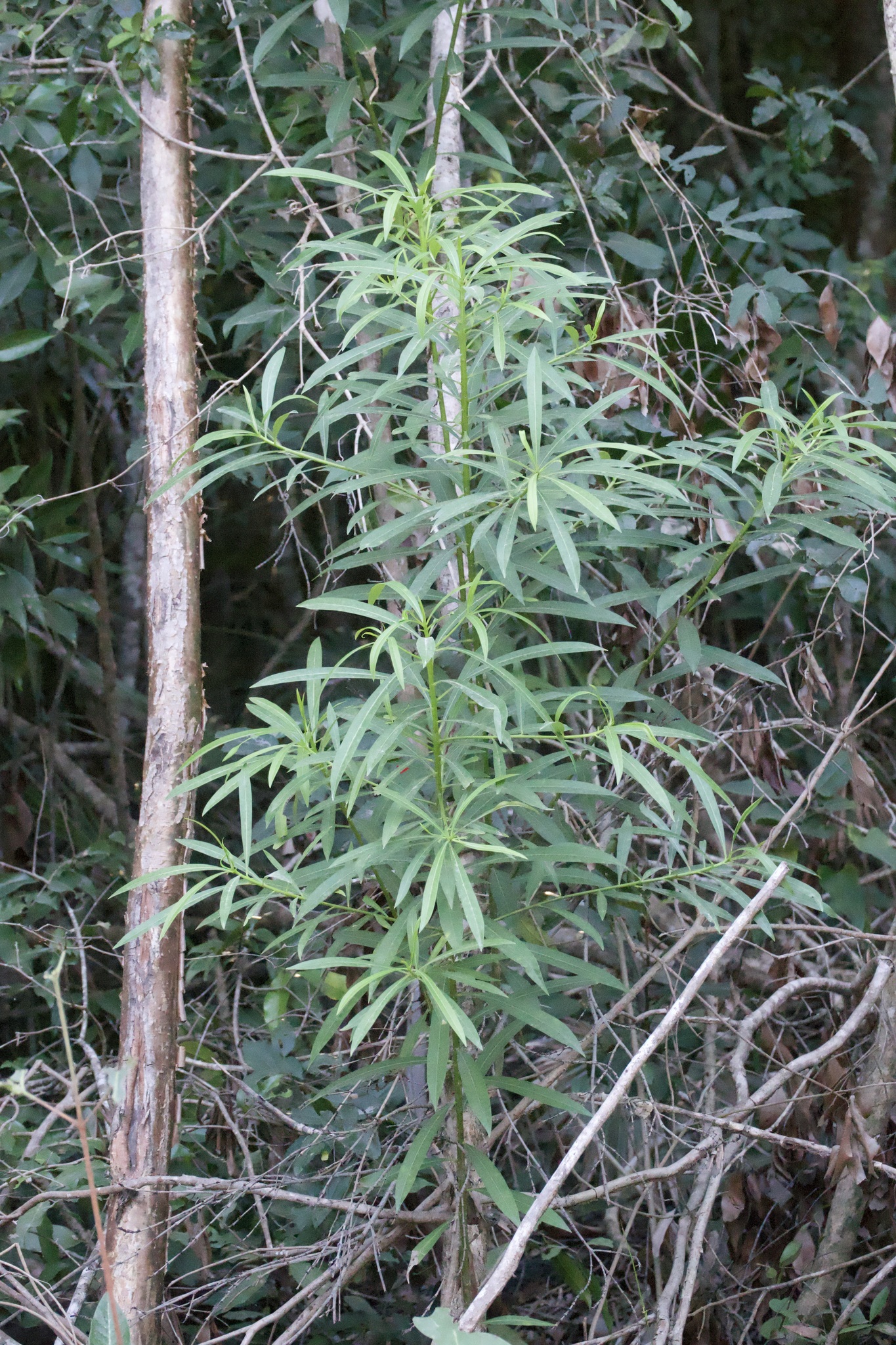 Imagem de Cascabela gaumeri