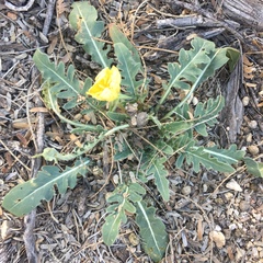 Oenothera primiveris