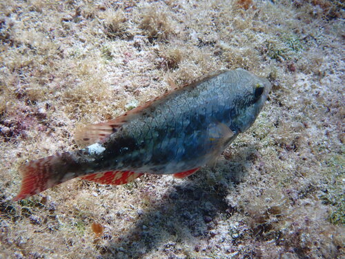 Sparisoma aurofrenatum